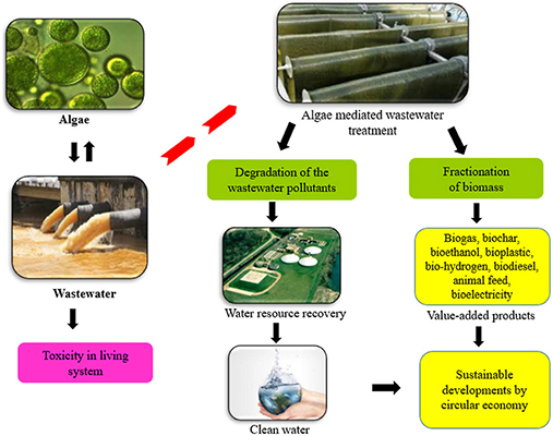 Algae wastewater treatment