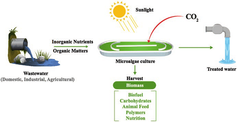 Algae wastewater treatment