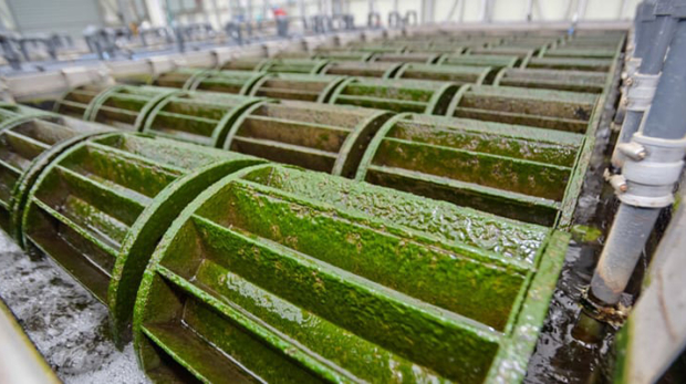 Algae Wastewater Treatment